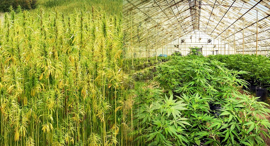 mCig Inc. Updates Shareholders on NYAcres Hemp Project and New CBD Product Line